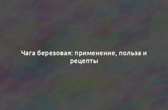 Чага березовая: применение, польза и рецепты